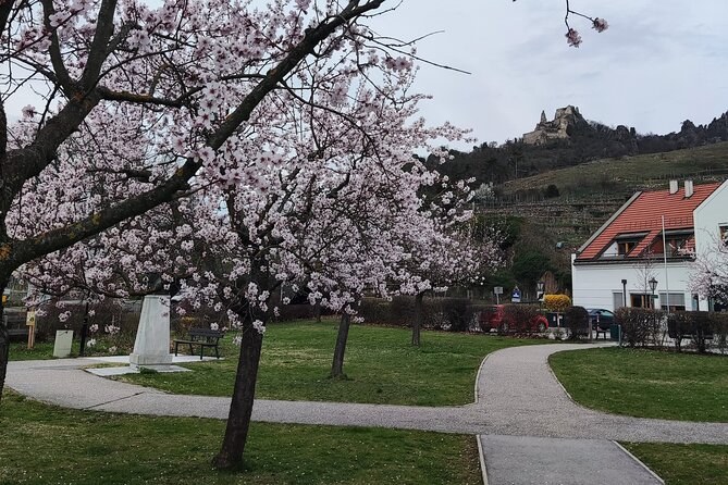 A tree in pink blossom in a village park, a castle ruin on the ridge above