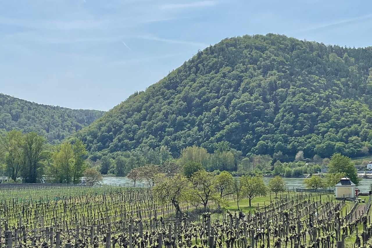 Pruned vines in spring below a rounded wooded hill by the river